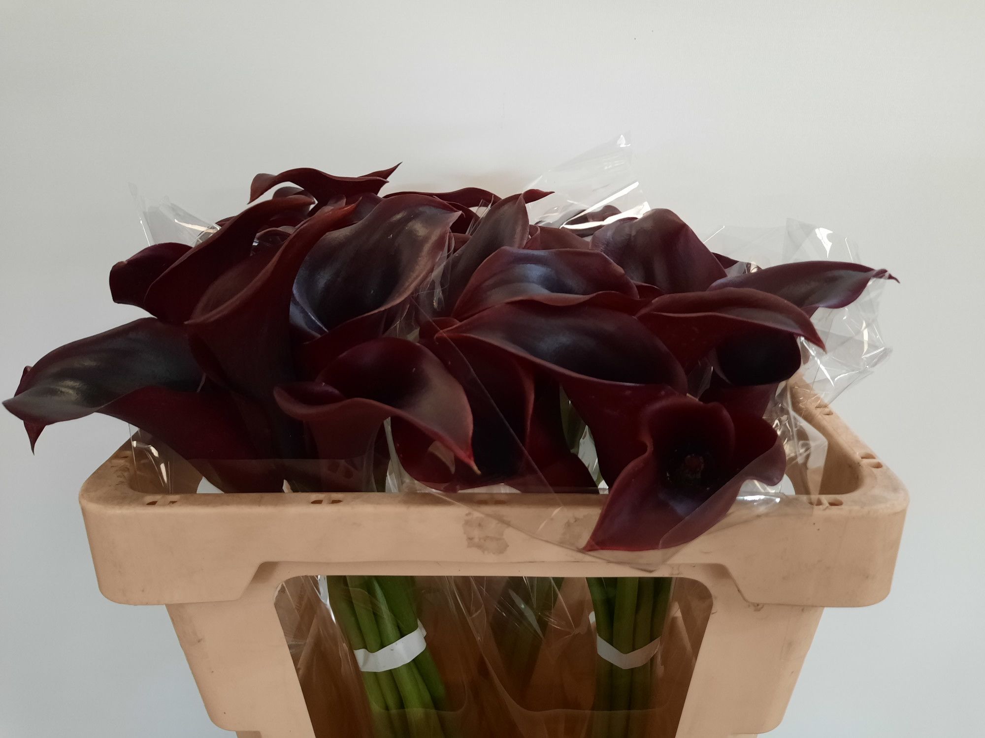 Калла Кантор 50, шт.