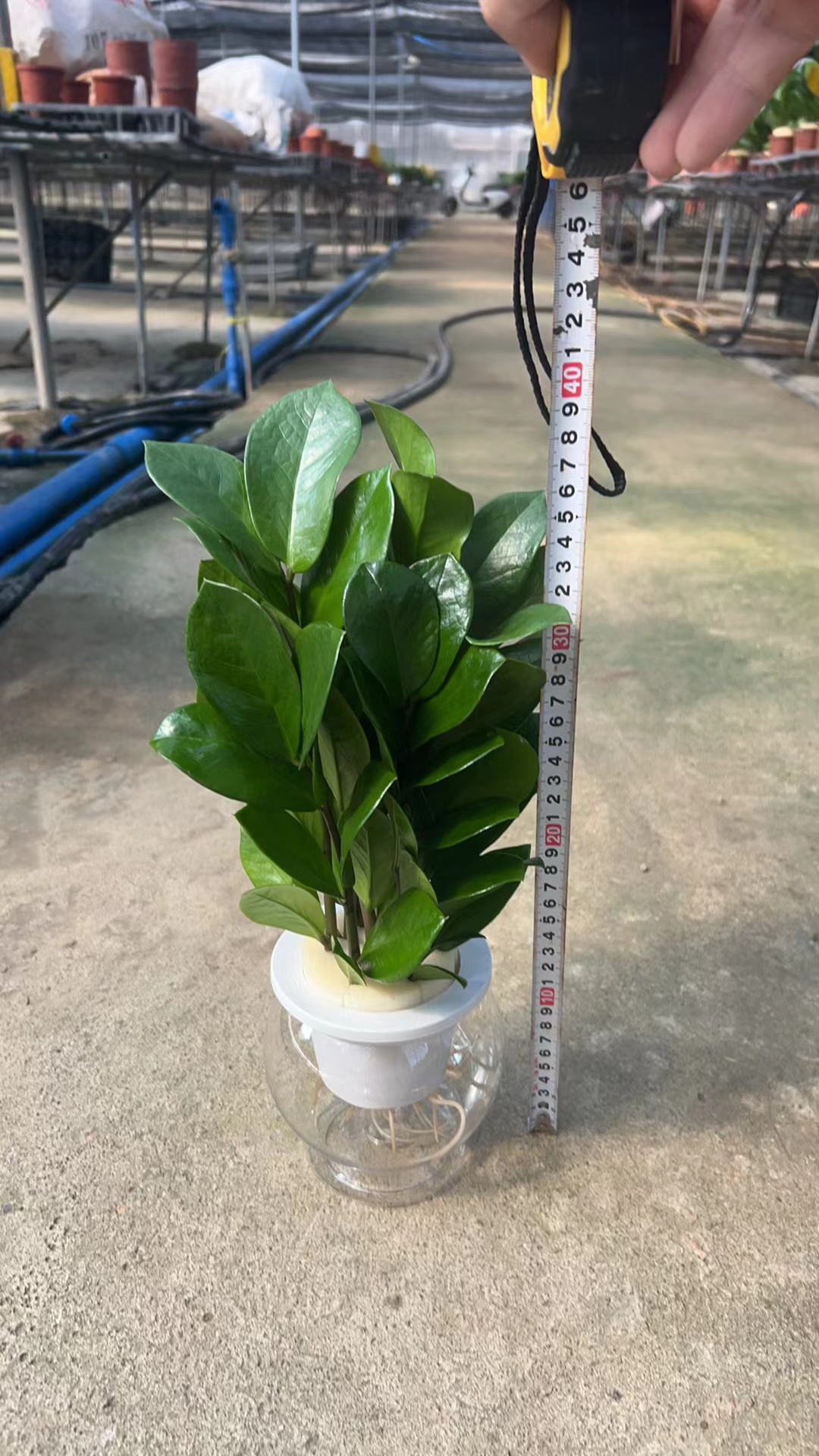 Замиокулькас Гидропоник Мэджик Болл Мани Три 14 30