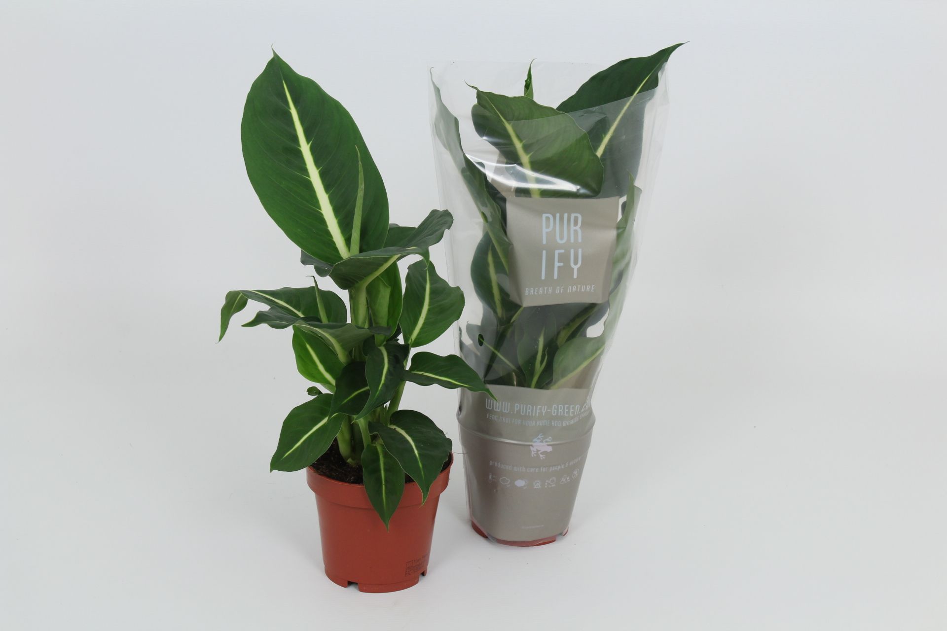 Purify Dieffenbachia Green Magic 12 cm, D 12
