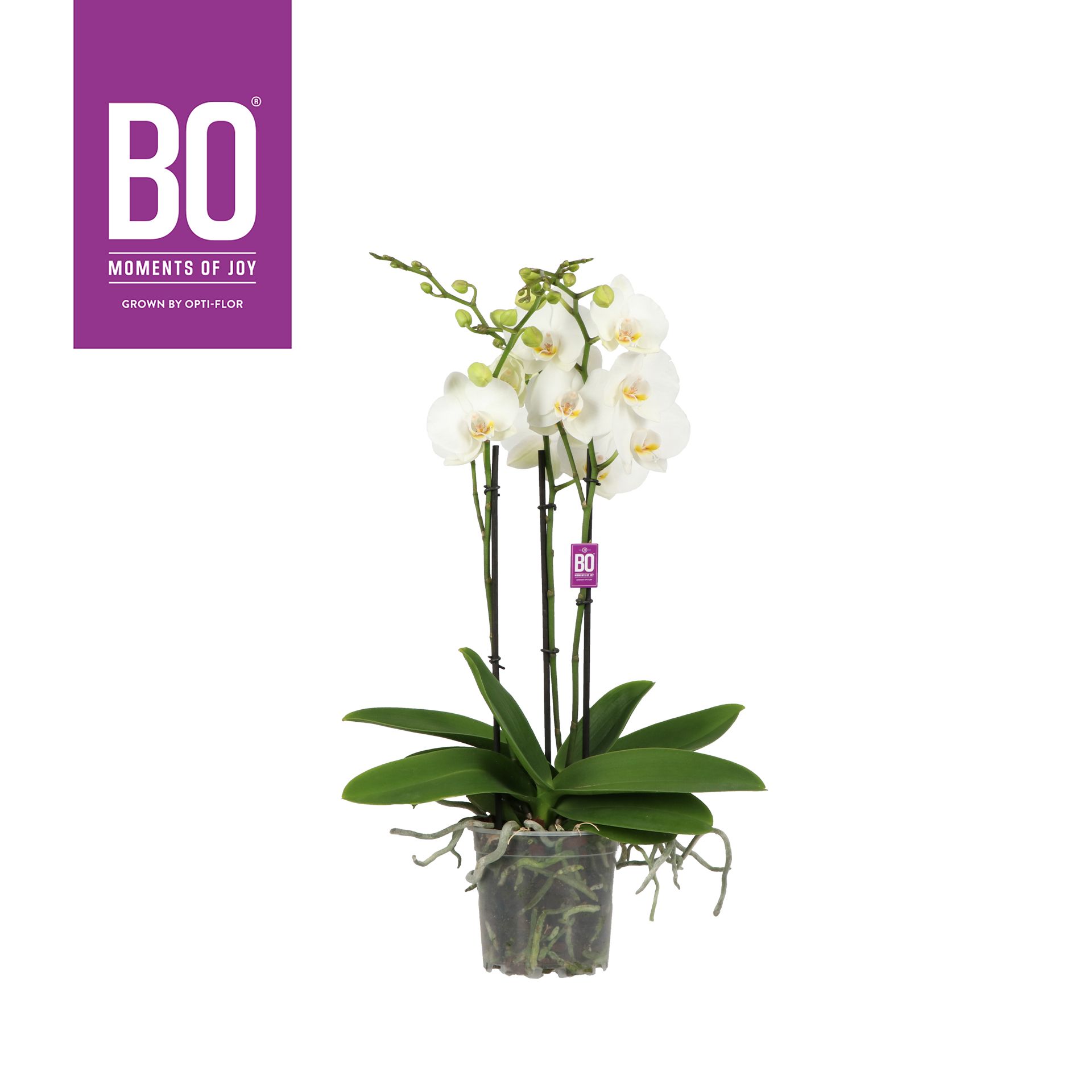 Flower Power Midi BO Iceberg 3 spike, D 13