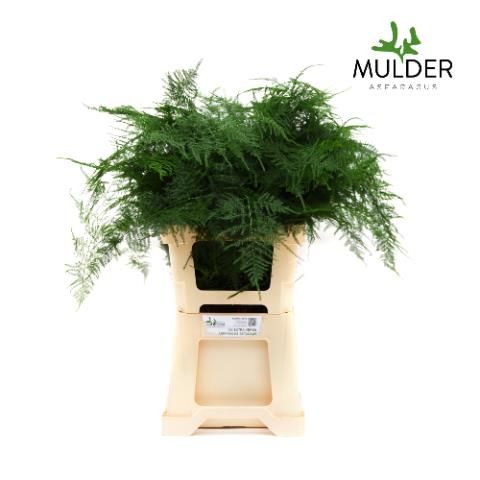 Аспарагус Сетацеус 65, шт.