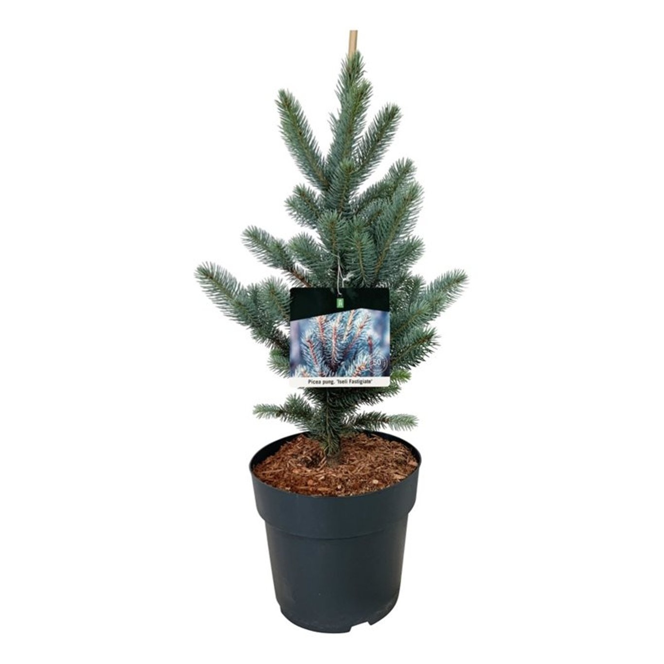Picea pung. 'Iseli Fastigiate', D 26