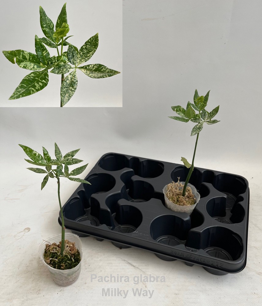 Pachira glabra Milky Way variegata 7cm *NEW*, D 7