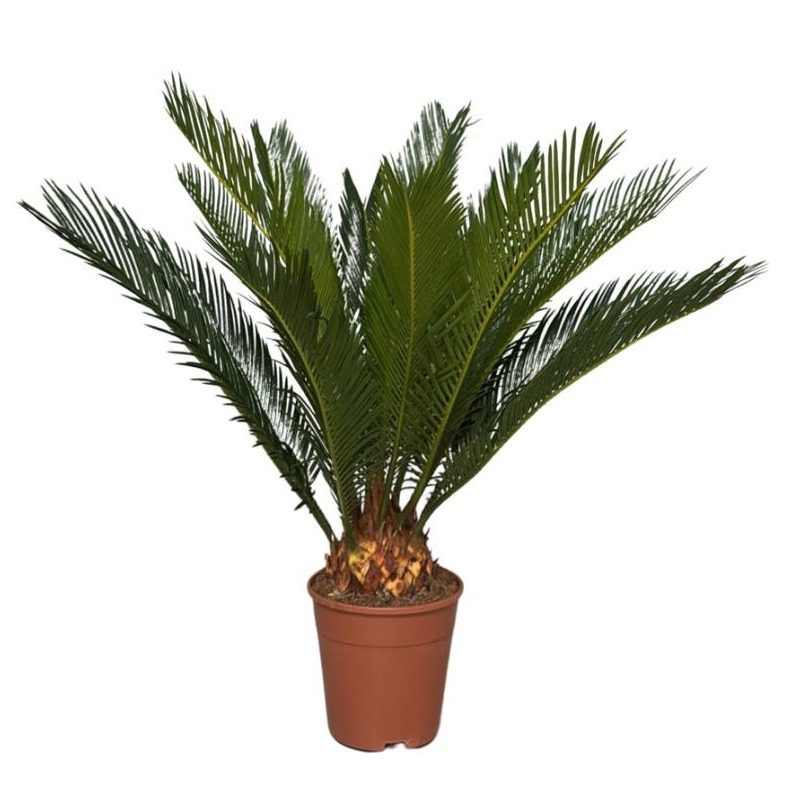 cycas revoluta 10+ blad, D 14