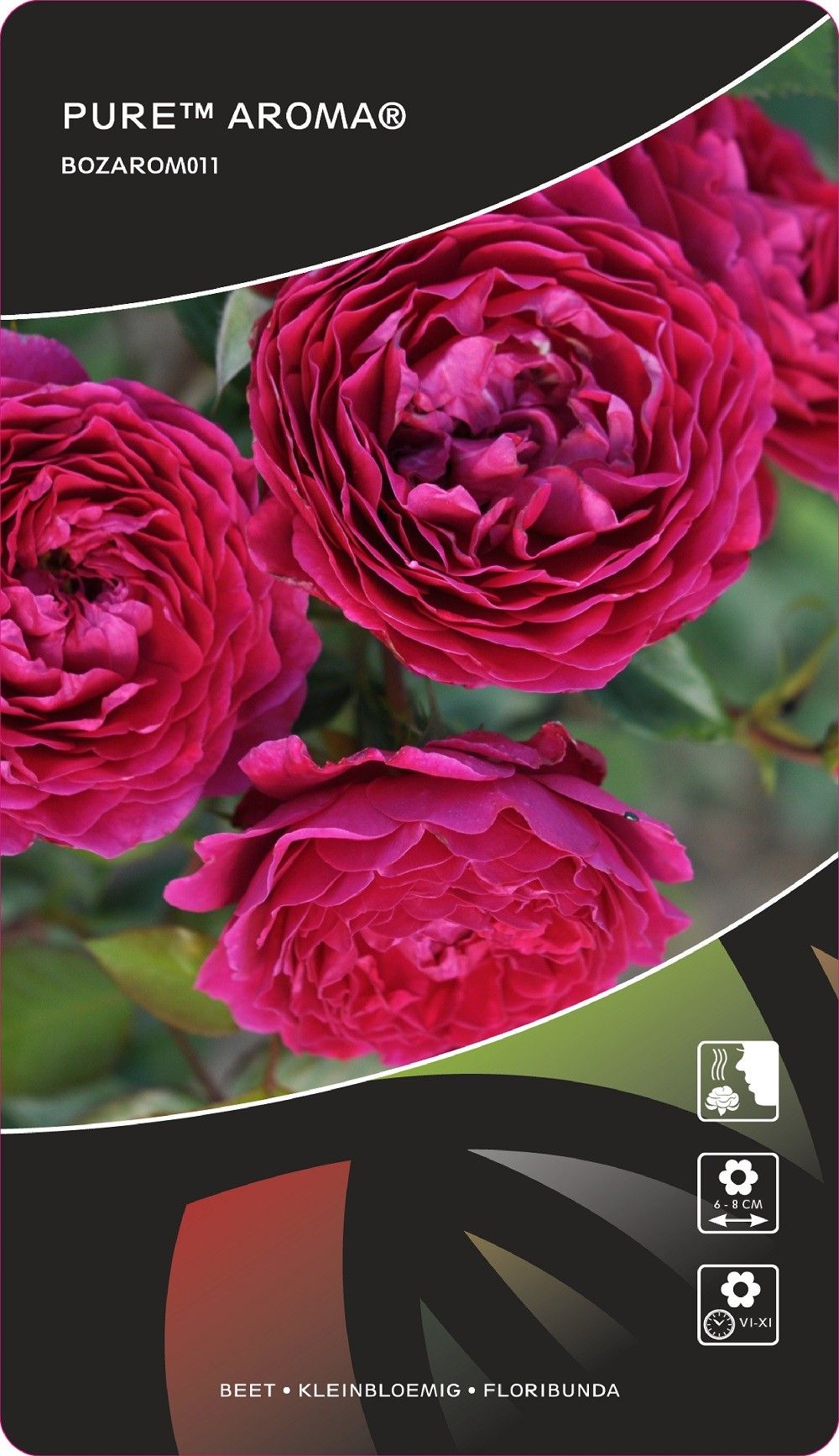 Rosa (F) Pure™ Aroma® Sense of Love Collection, D 17