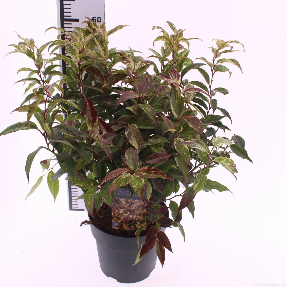 Leucothoe walteri 'Rainbow', D 23 cm
