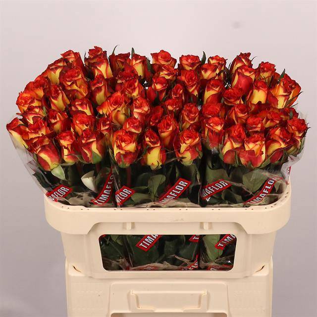 Роза од. Хай Энд Мэджик 70, шт.