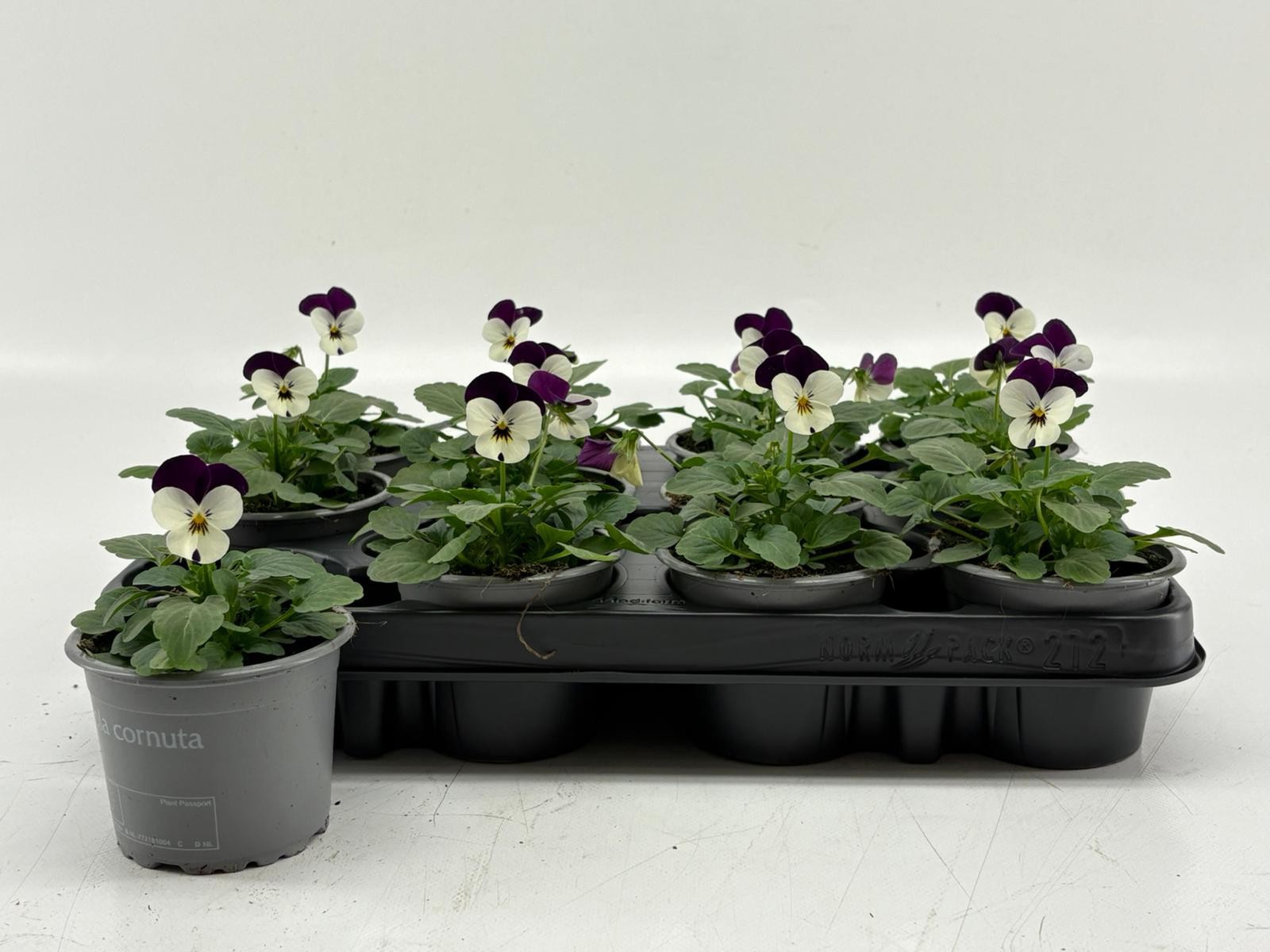 Viola Cornuta Violet en White, D 9