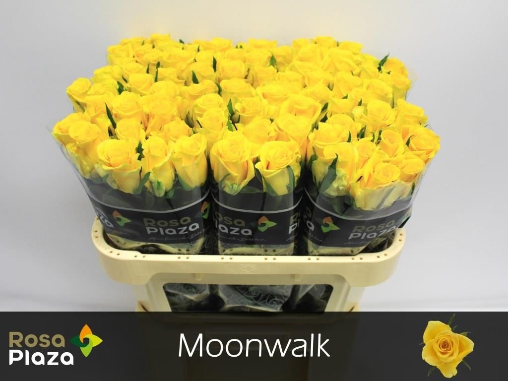 Роза од. Мунвок 70, шт.