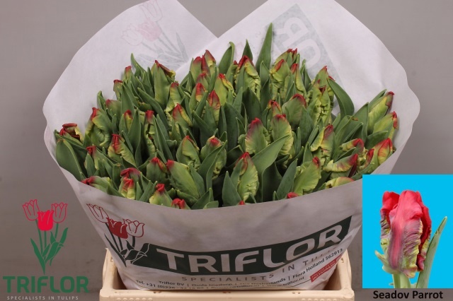 Тюльпан Пэррот Сидов Пэррот, шт.