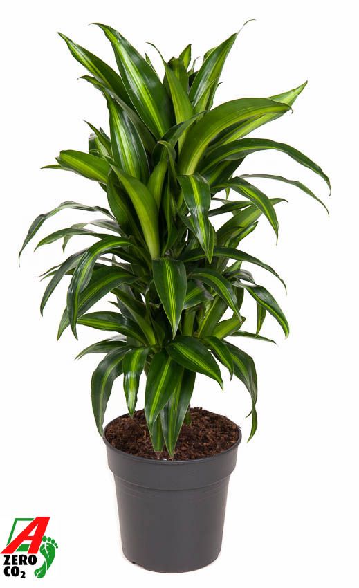 Dracaena Hawaiiana vertakt P21, D 21