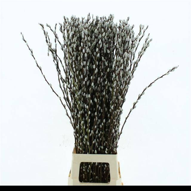 Саликс Сноу Флейк 100, шт.