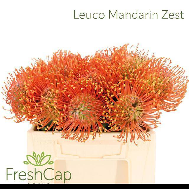 Нутанс Айоба Мандарин Зест 35, шт.