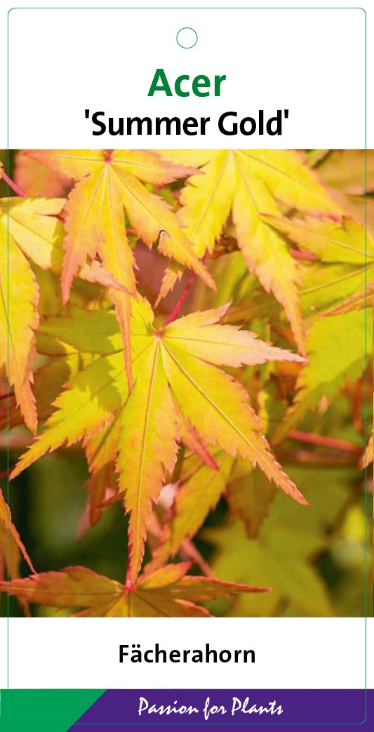 Acer palm. 'Summer Gold' 80-100C7, D 25 cm