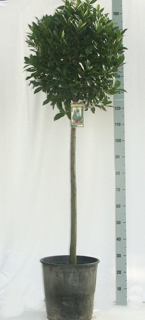 Laurus nobilis Bol op stam D50 - Vlaamse Laurier, D 34