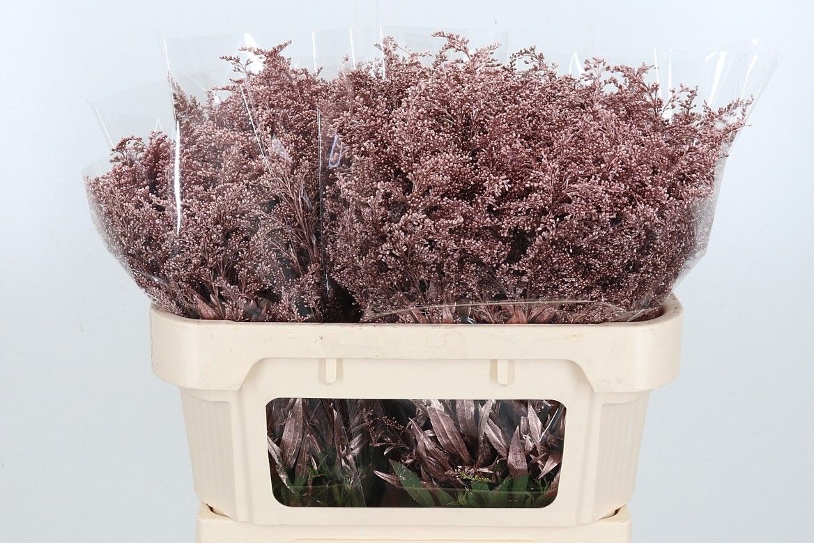 Солидаго Овериг Крашеный (краш. ) 80, шт.