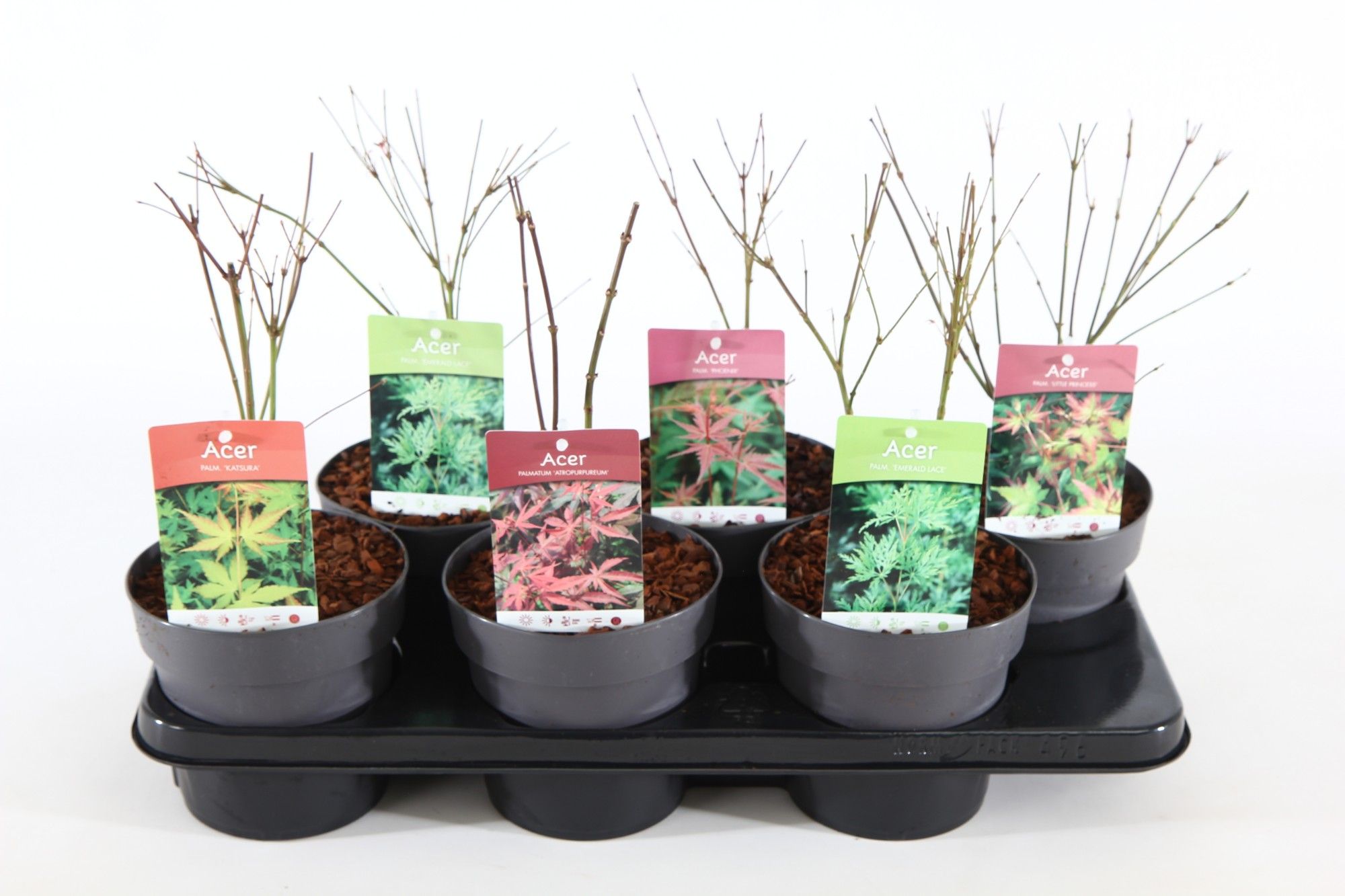 Acer palm. mix P15, D 15