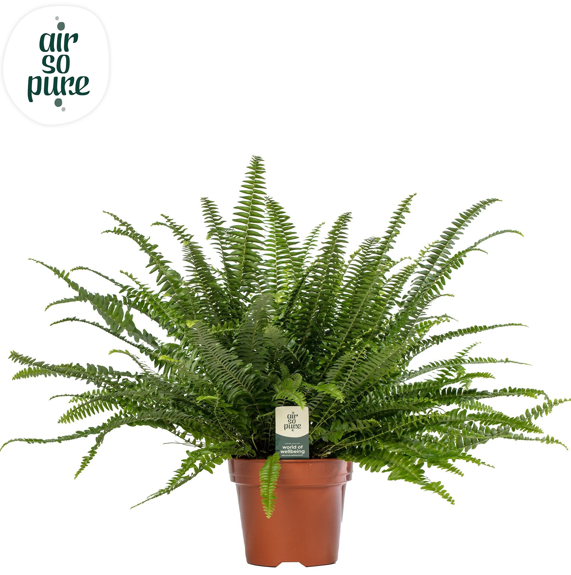 Nephrolepis Green Lady - Air So Pure, D 17