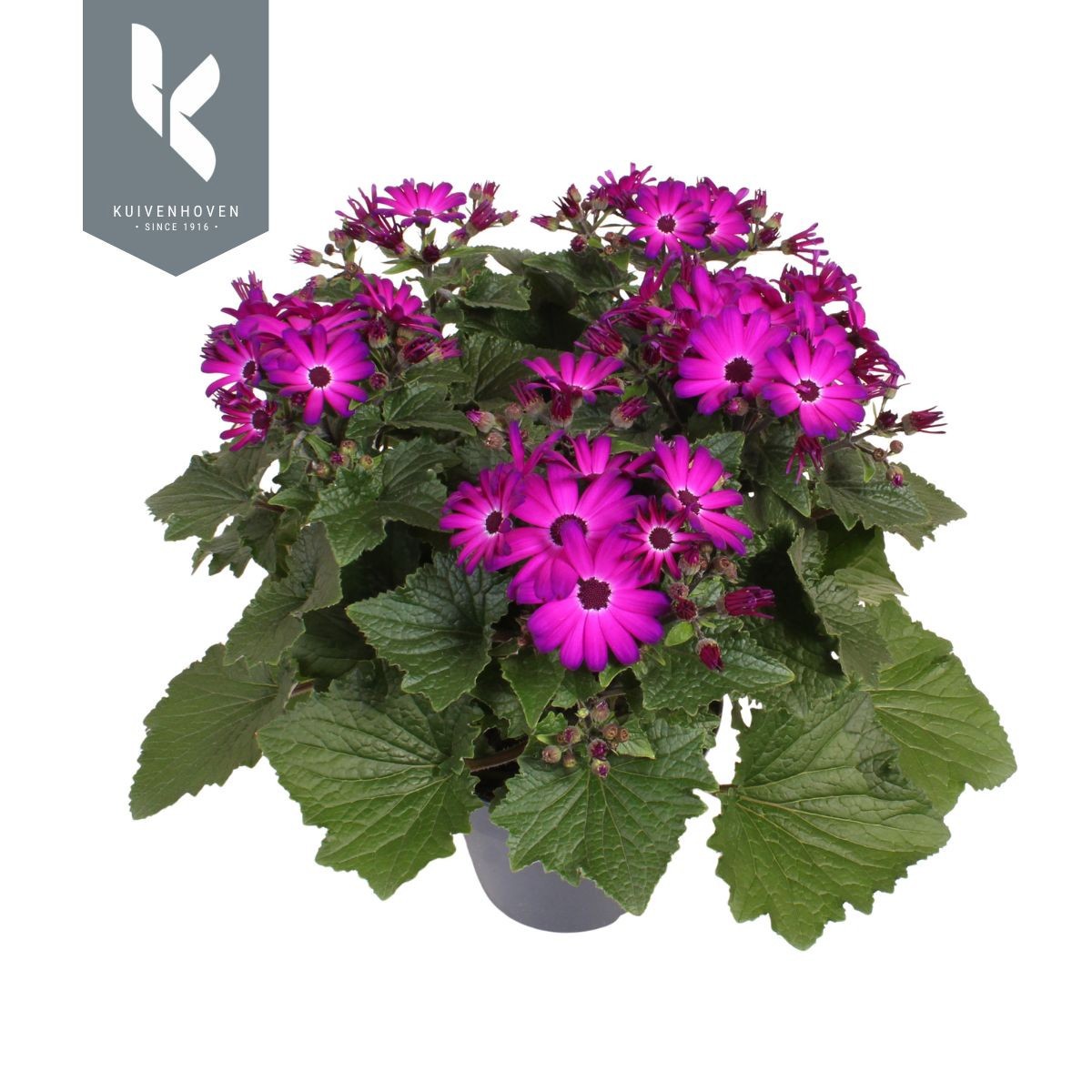 Senetti Senecio Magic Purple, D 15
