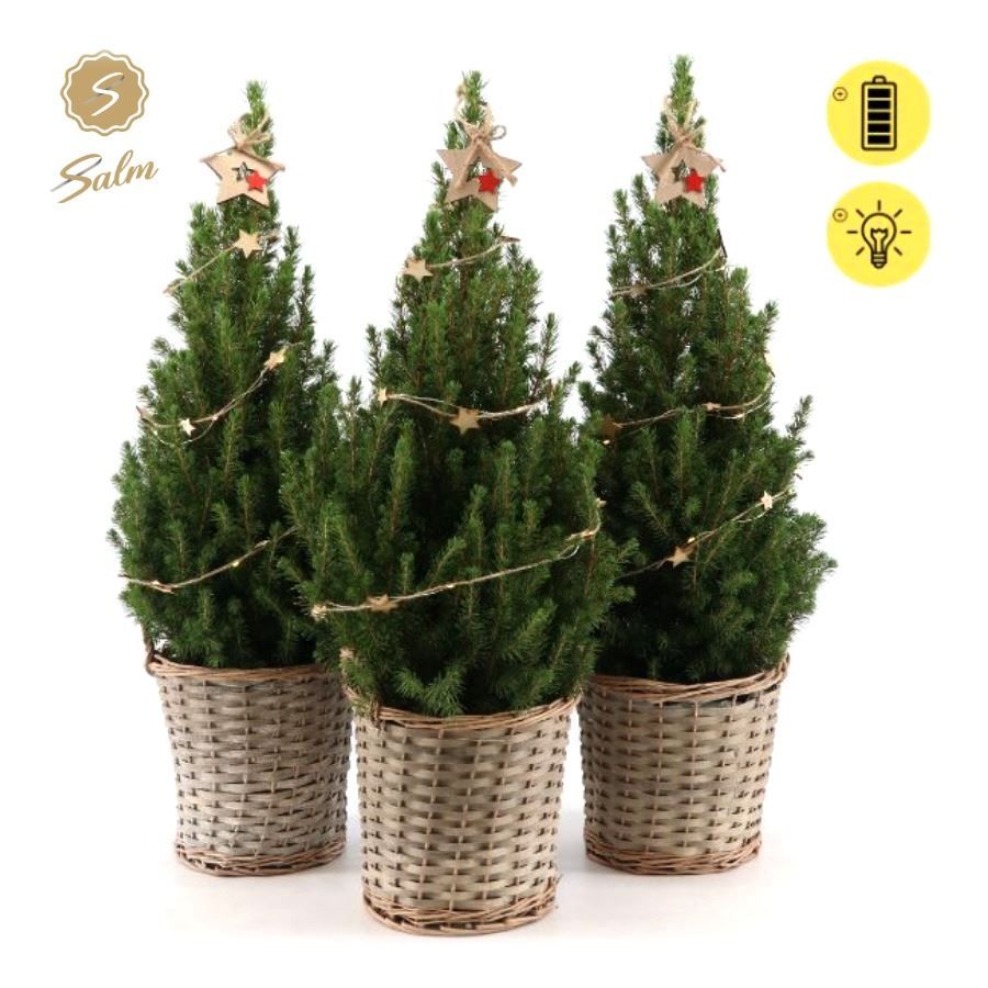 Picea gl. 'December'® P19 in Basket + Starlight + Star on Loop, D 21 cm