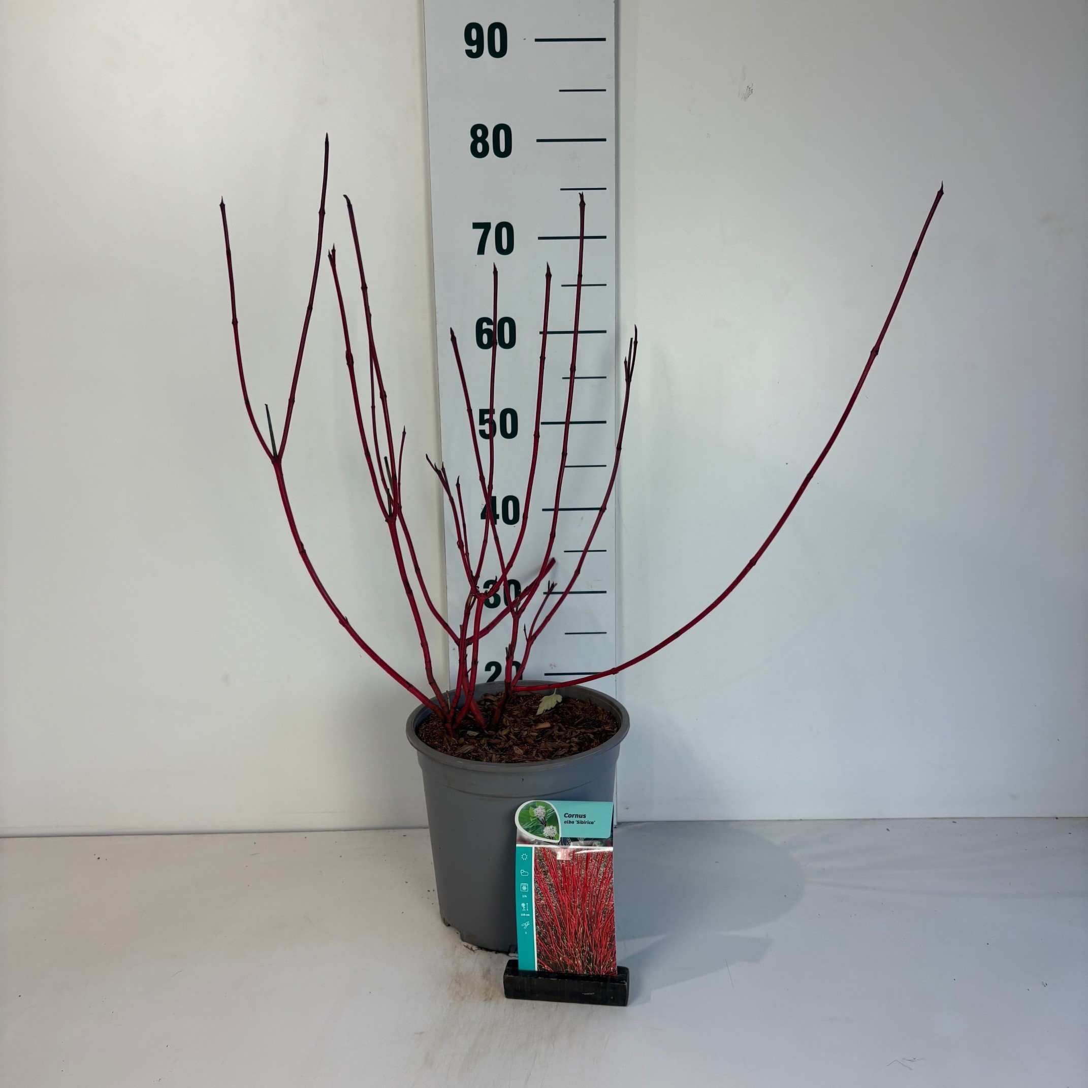 Cornus alba Sibirica, D 24