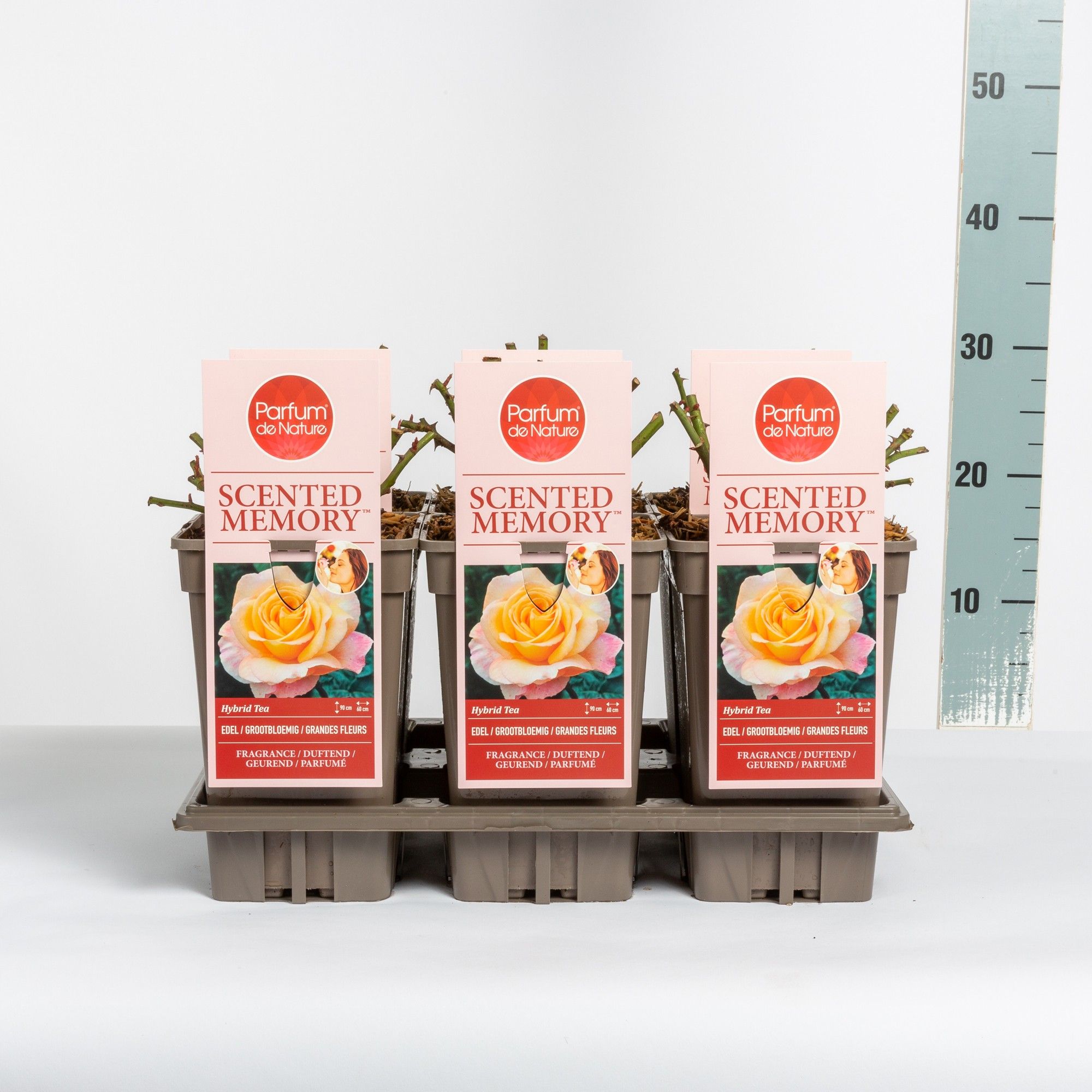 Rosa Scented Memory ® 'Parfum de Nature', C3, D 17 cm