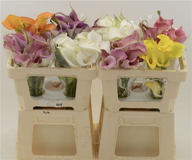 Калла Микс в баке 50, шт.