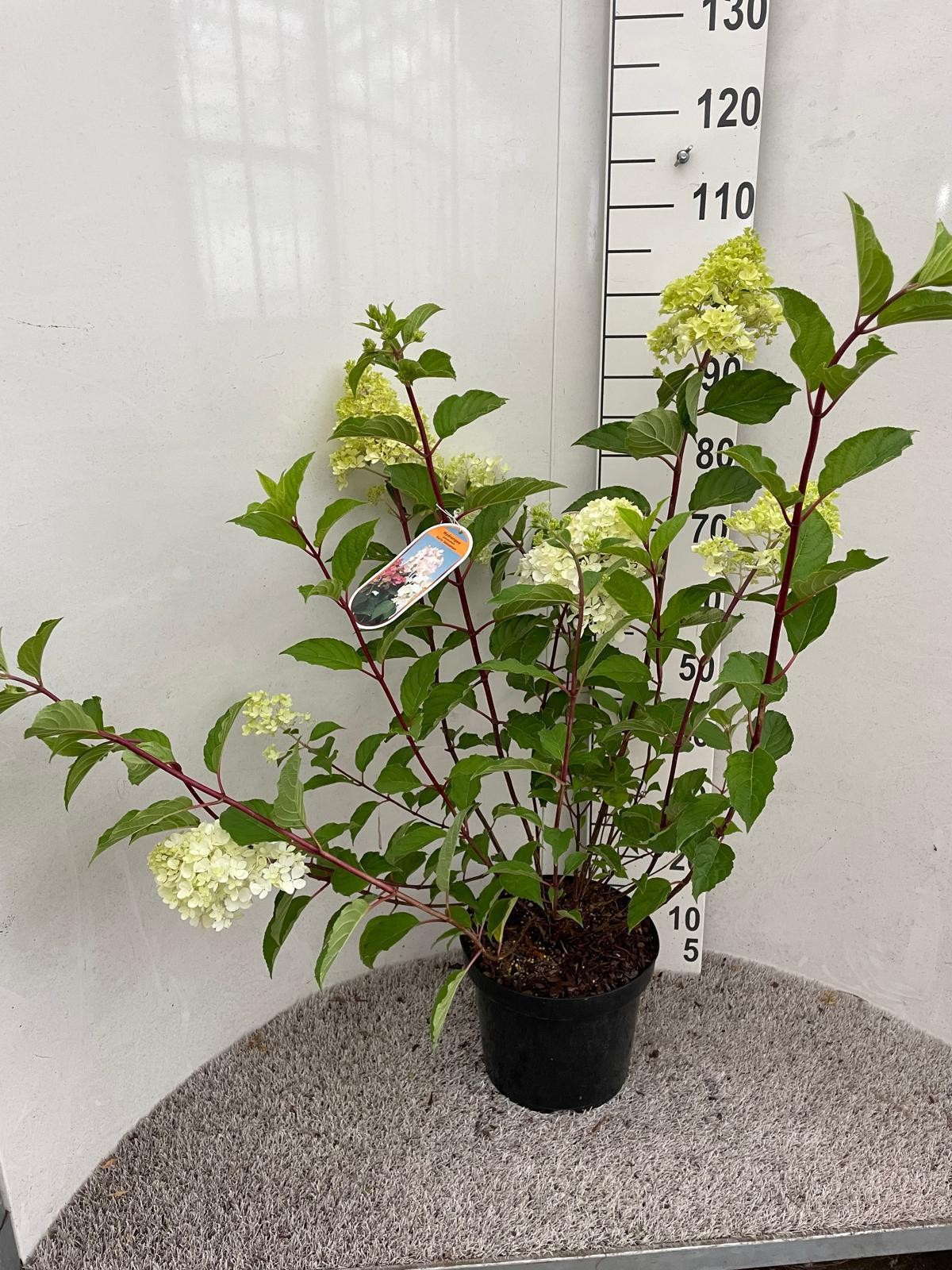 Hydrangea pan. Early Sensation 90 cm struik P26, D 26 cm