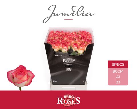 Роза од. Джумилия 80, шт.