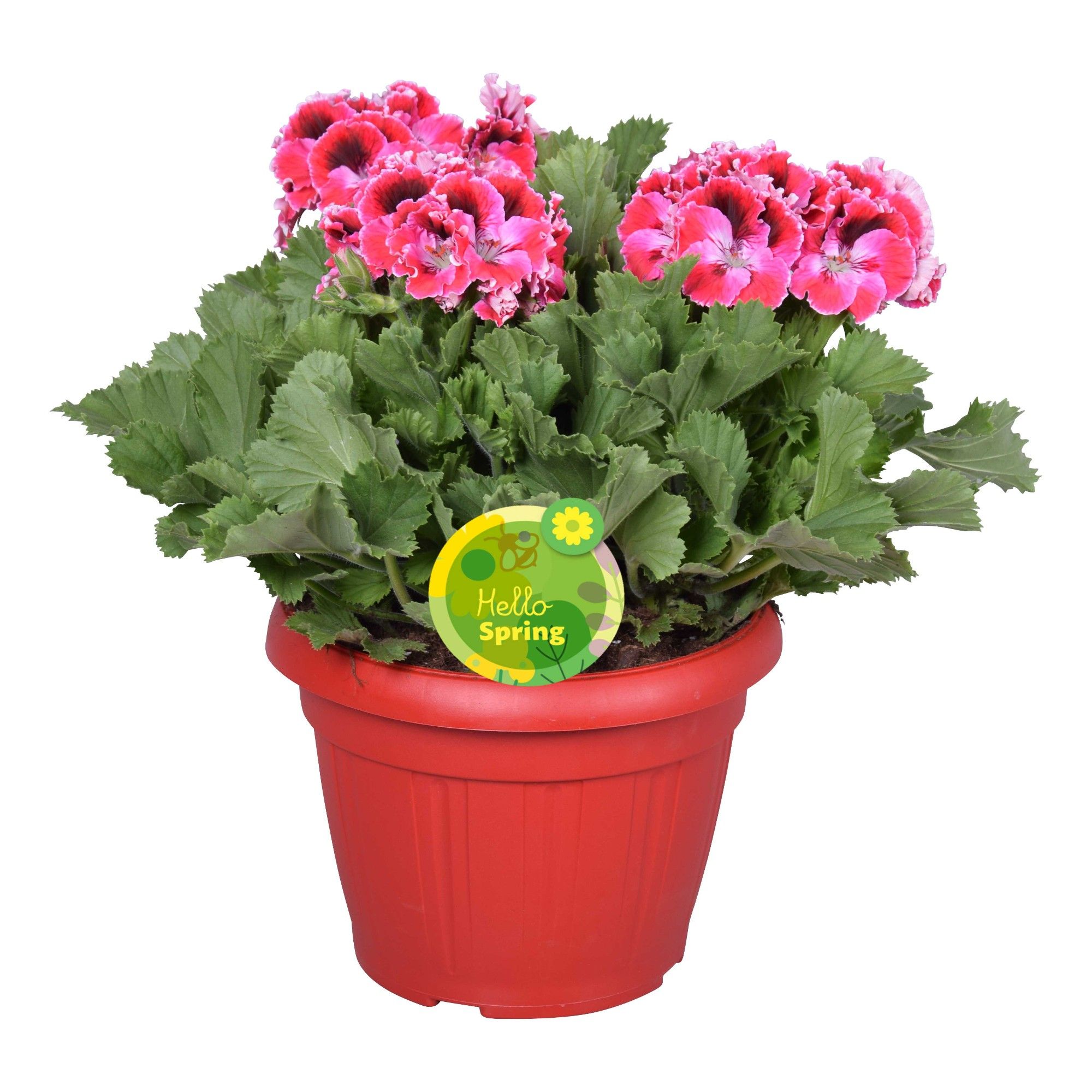 Hello Spring Pelargonium Grandiflorum in Patiopot Rood, D 22