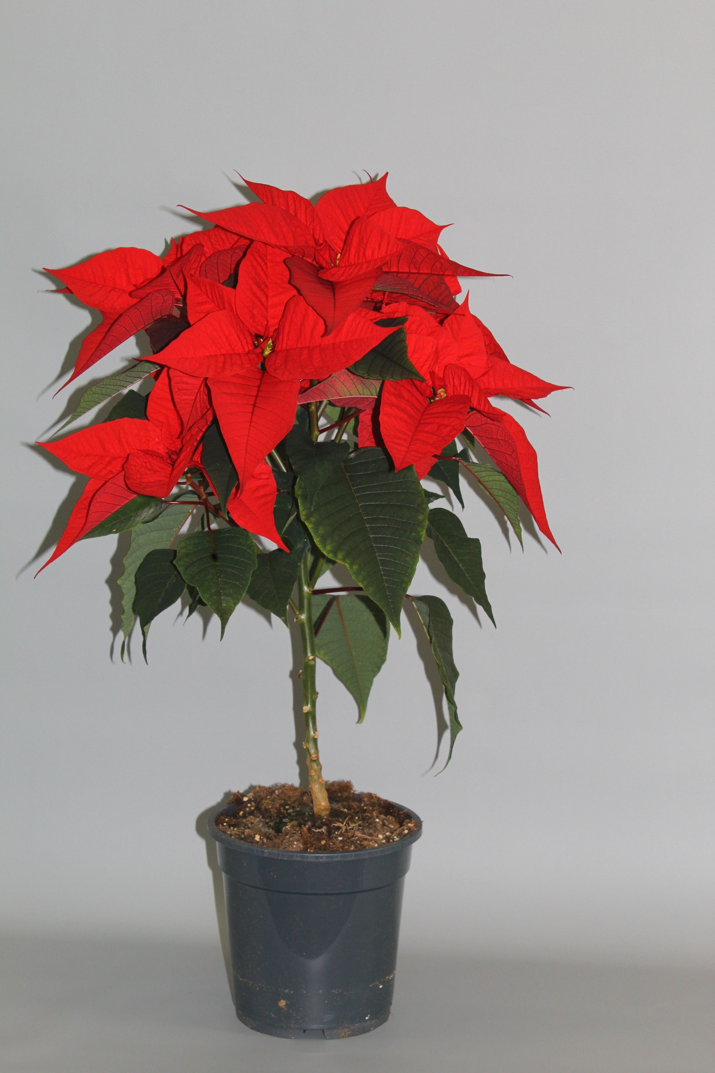Poinsettia Christmas Feelings Red op stam 8+ schermen, D 19