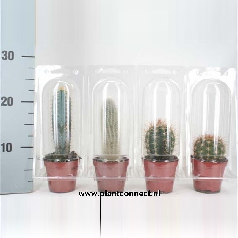 150 Solo Blister cactus 8,5 cm, D 8,5