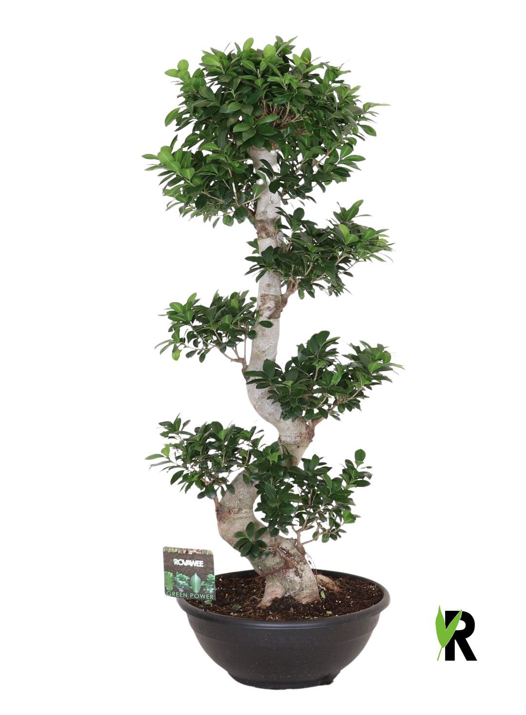 Ficus micr. S-type, D 50