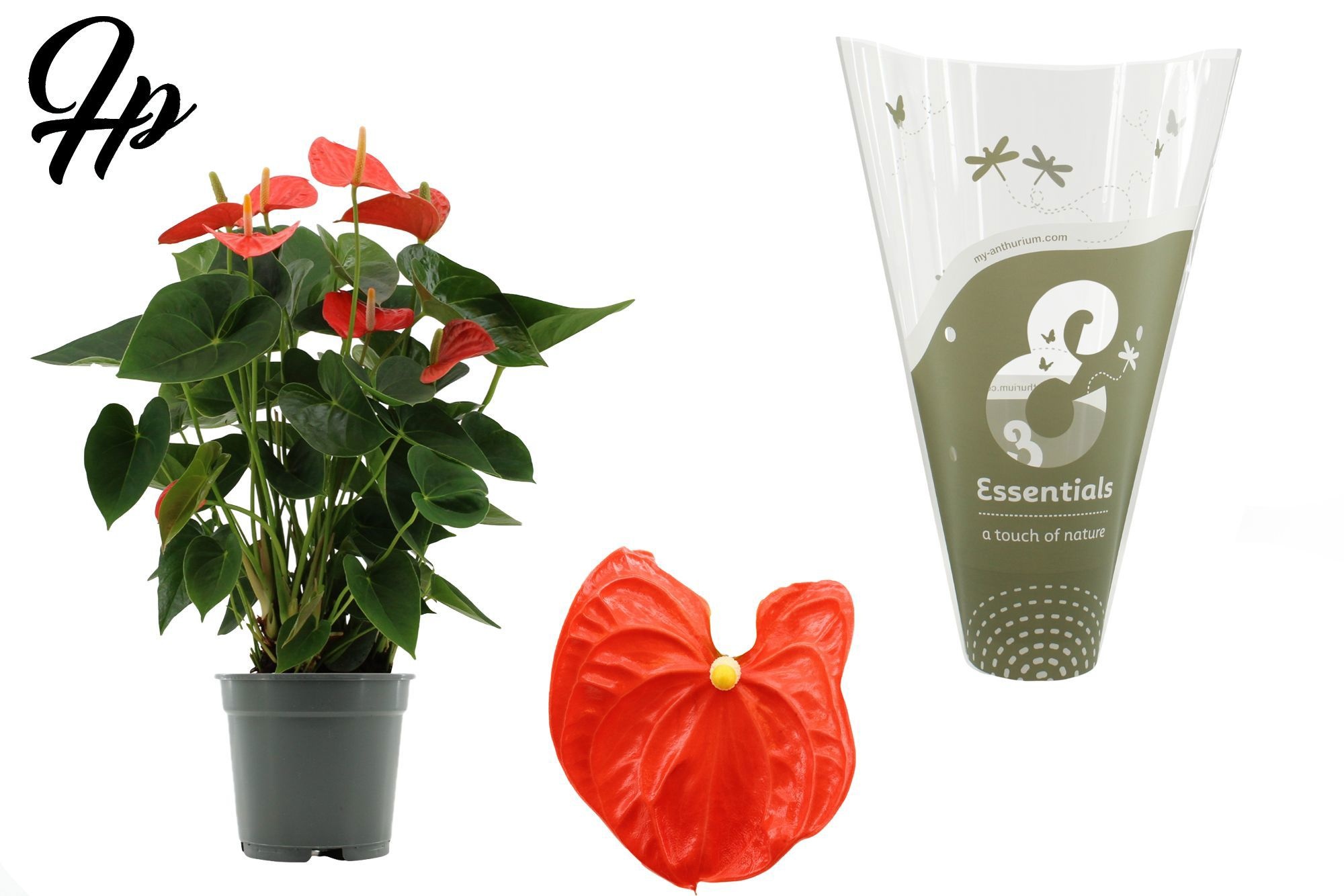 Anthurium 17 cm Sierra Orange in Essentials sleeve, D 17