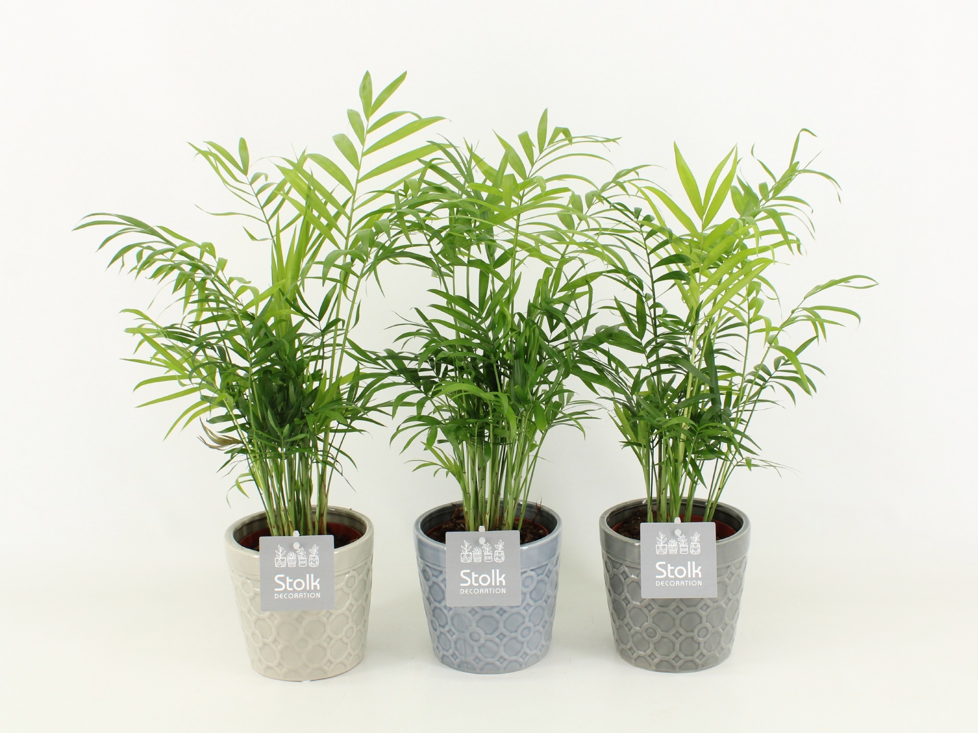 Chamaedorea in Gaia keramiek, D 13