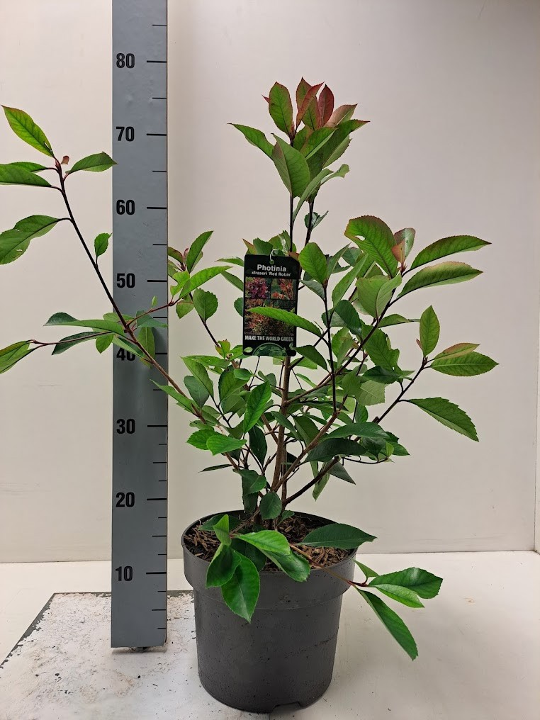 Photinia x fraseri 'Red Robin' - C5, D 23