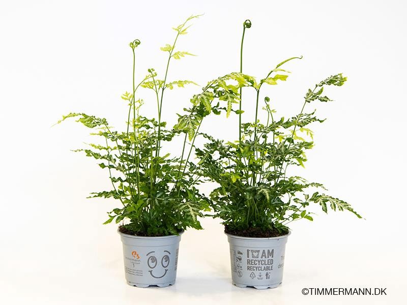 PTERIS ENSIFORMIS 'EVERGEMIENSIS', D 9 cm