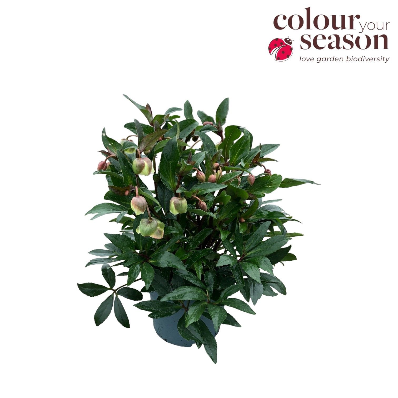 Helleborus 'Winterbells' P19, D 19 cm