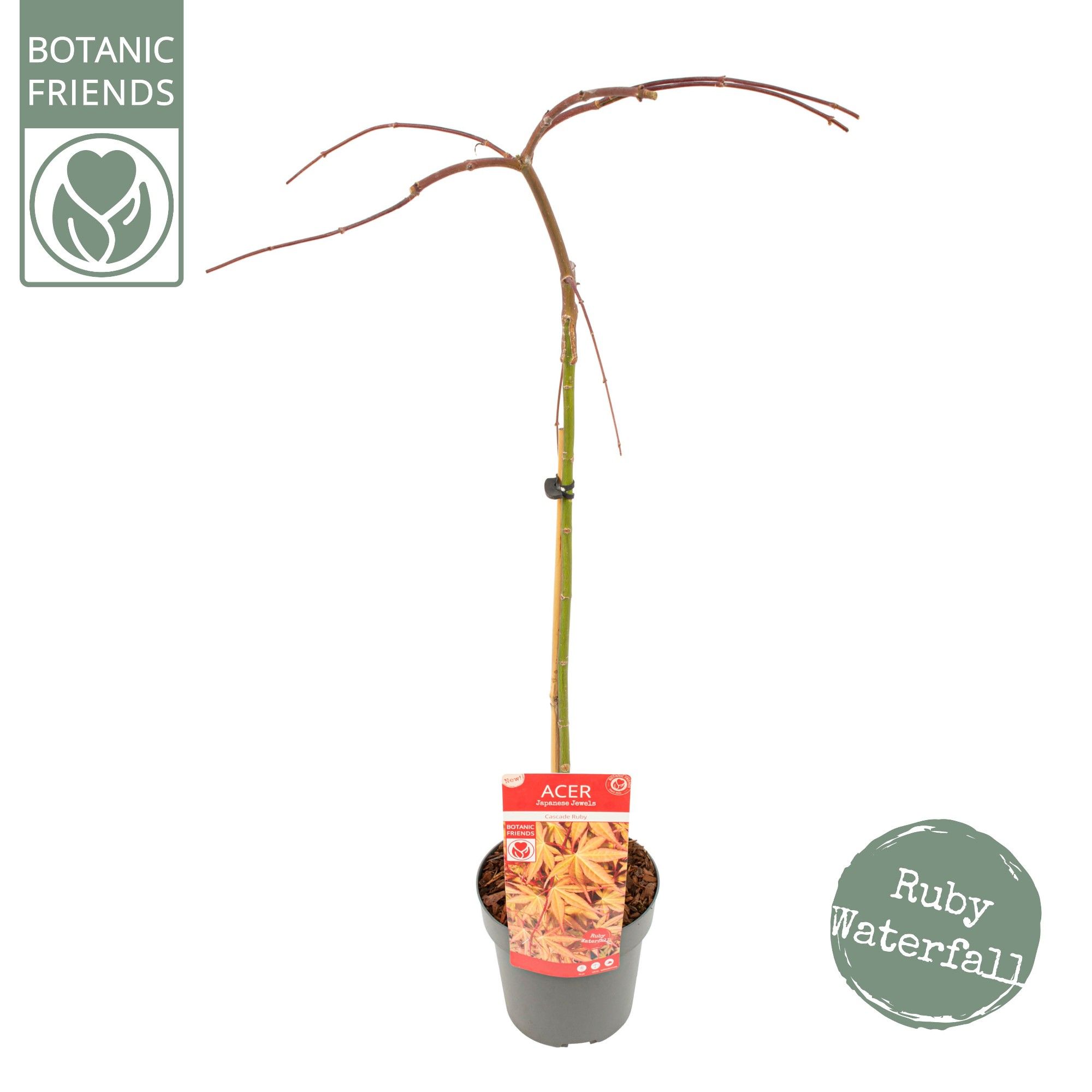 Acer palm. 'Cascade Ruby' ®, D 19