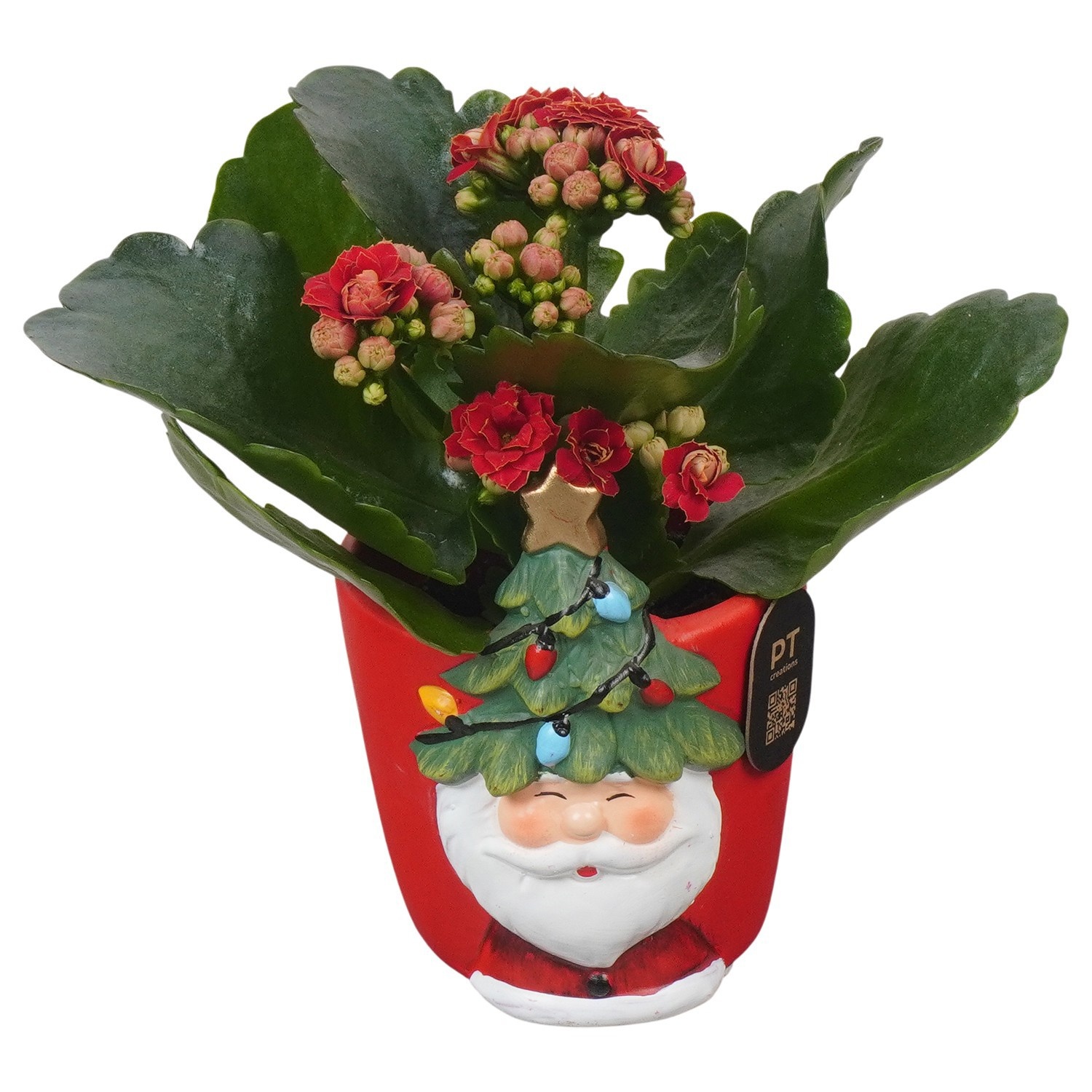 PTCHR9603 Arrangement Christmas Red in keramiek pot, D 9