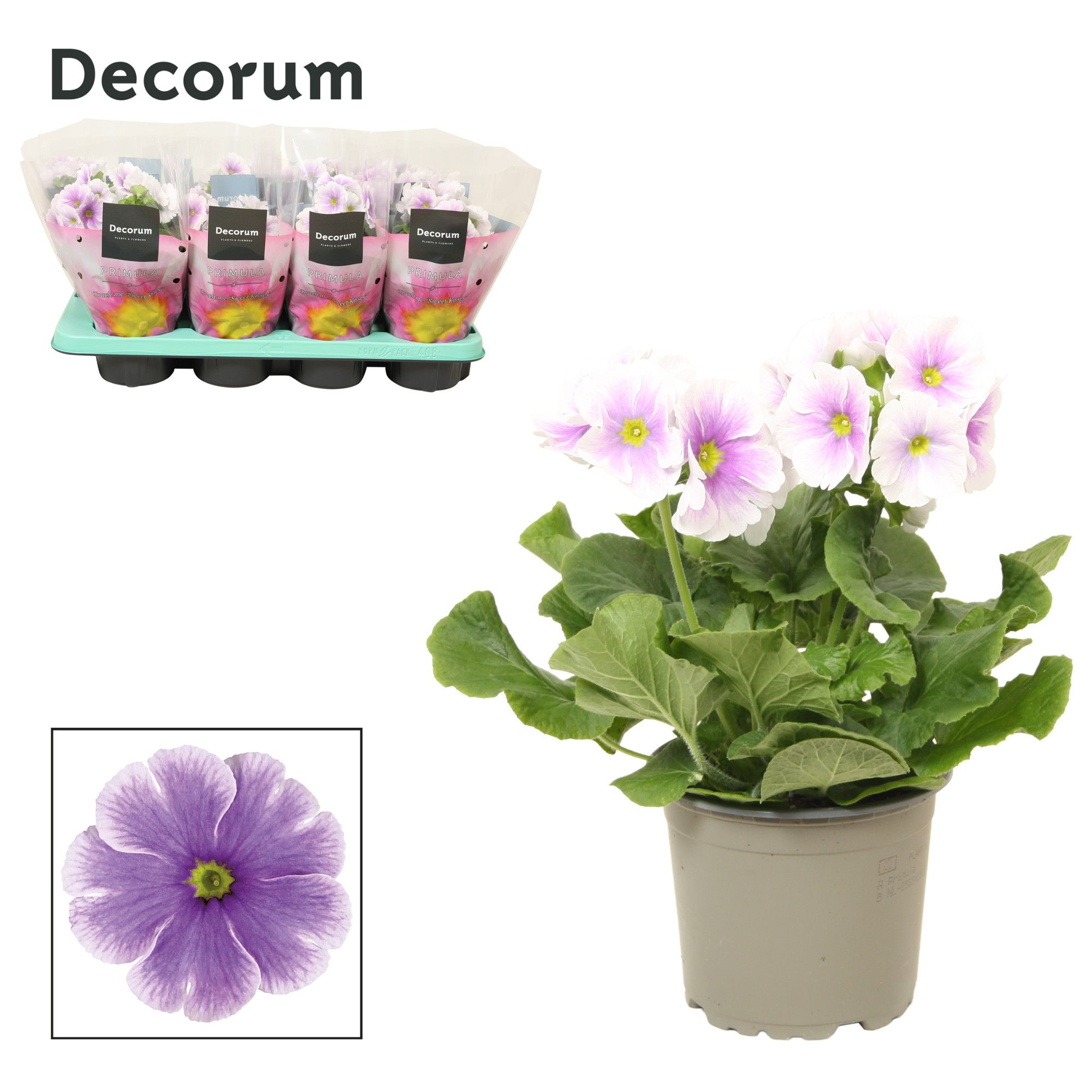 Primula 'Touch Me' Blue-White | Decorum, D 12