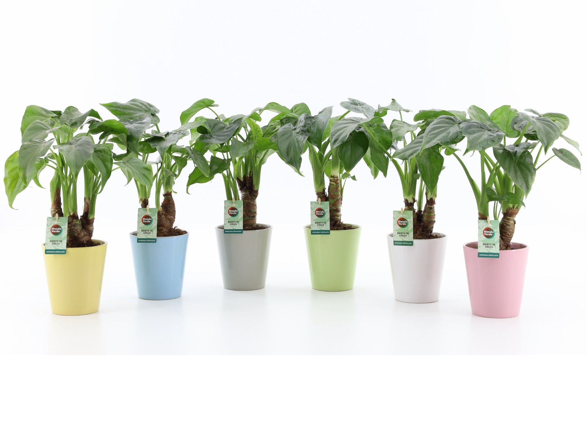 Alocasia Cucullata op stam in Pastel Keramiek, D 13