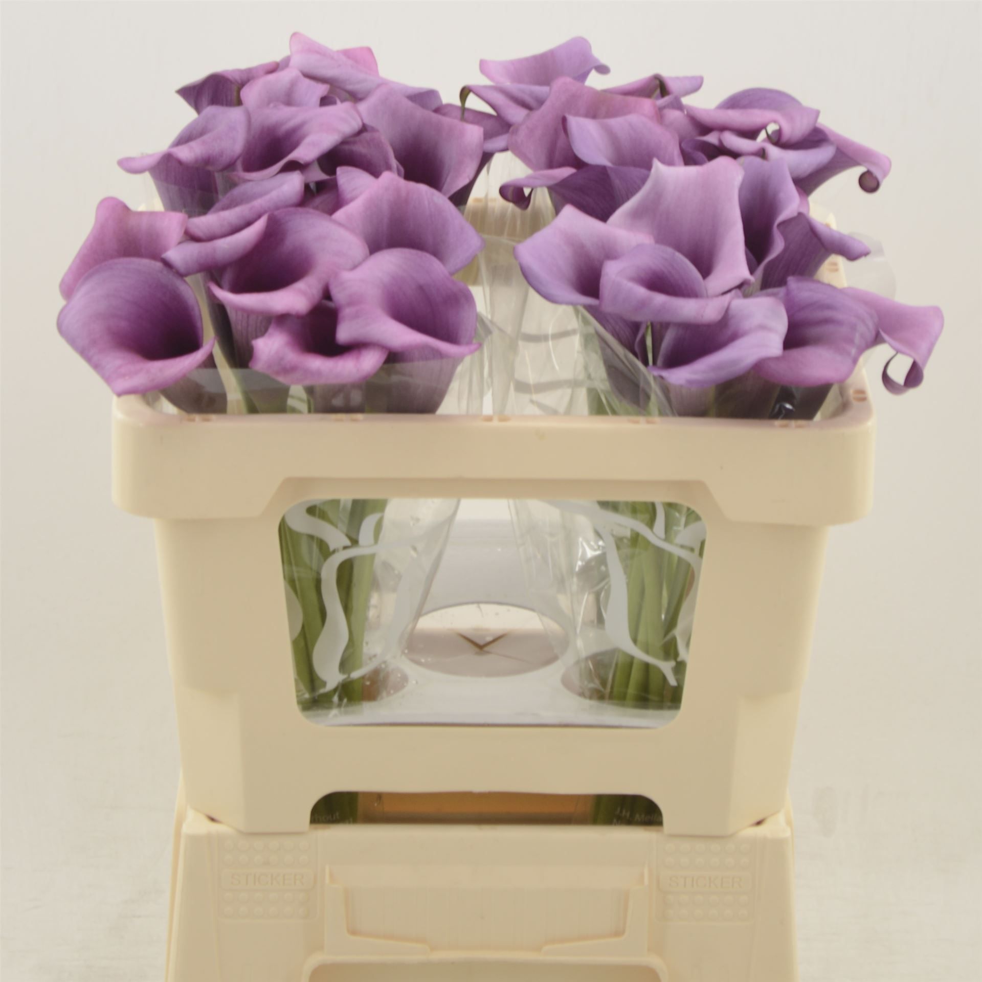 Калла Дурбан 50, шт.