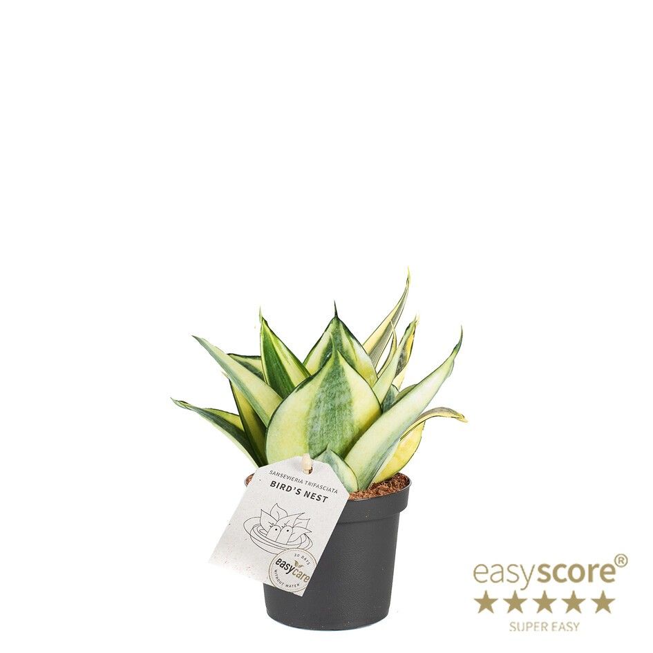SANSEVIERIA TRIFASCIATA 'HAHNII' 10933100, D 9
