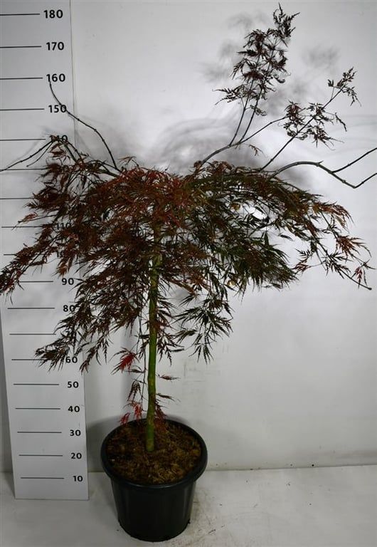 Acer pal. 'Tamukeyama', D 54