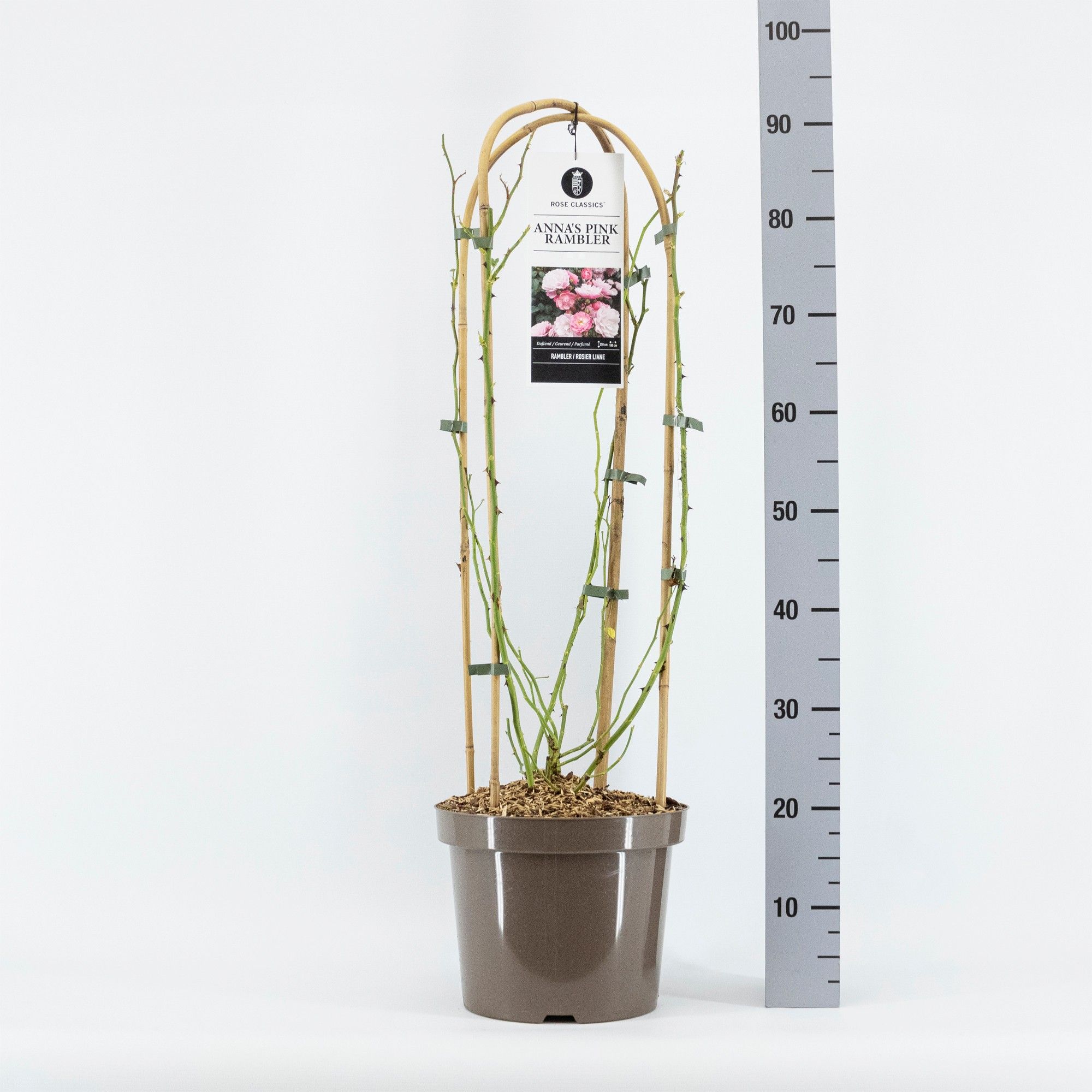 Rosa Anna's Pink Rambler ®, C7.5, met bogen, D 26