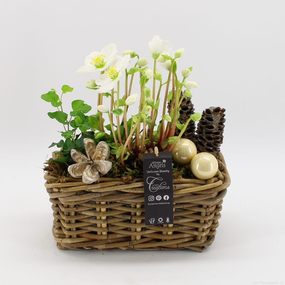 NHCR-2505 Verboom Helleborus, D 27 cm