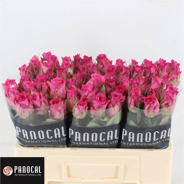 Роза од. Пинк Судоку 50, шт.