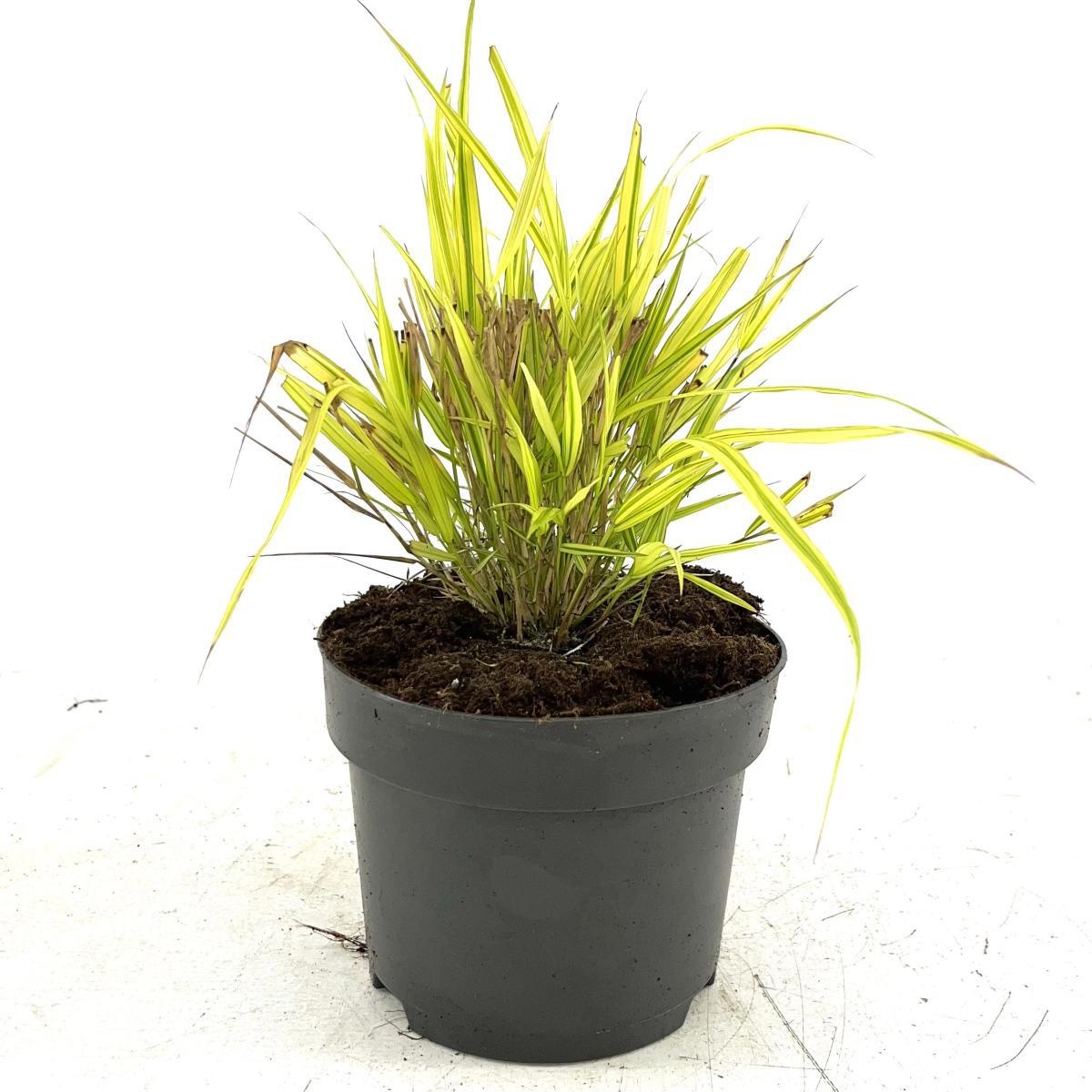 Hakonechloa macra 'Aureola', D 17