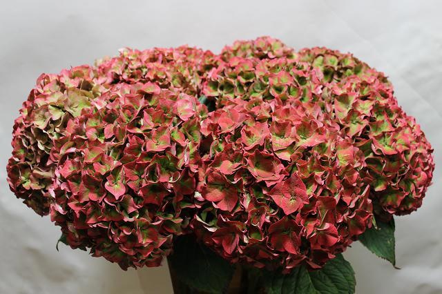 Гортензия Родео Классик 60, шт.